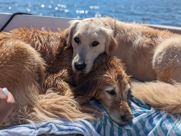 Abby and Dottie our Certified Therapy Dogs